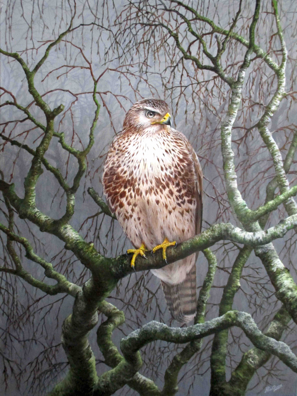 Buizerd op tak