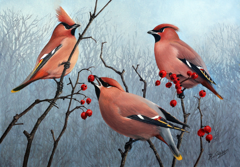 Pestvogels