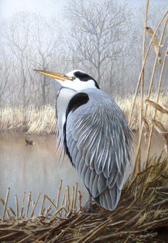 Blauwe reiger