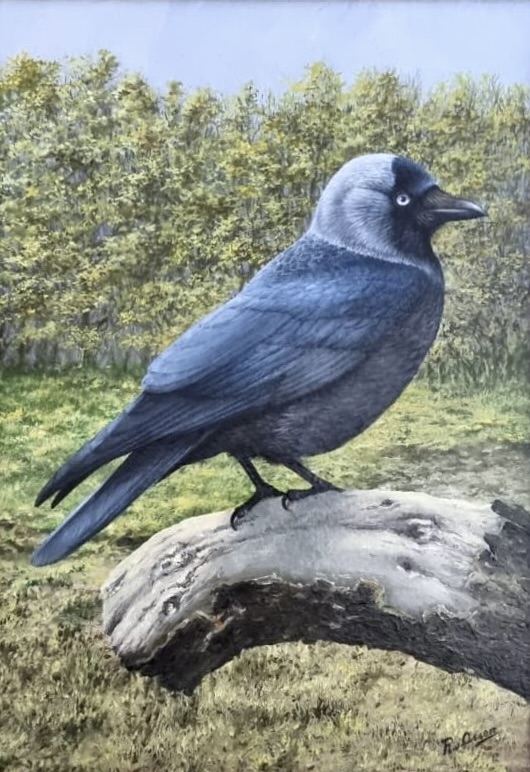 Kauw