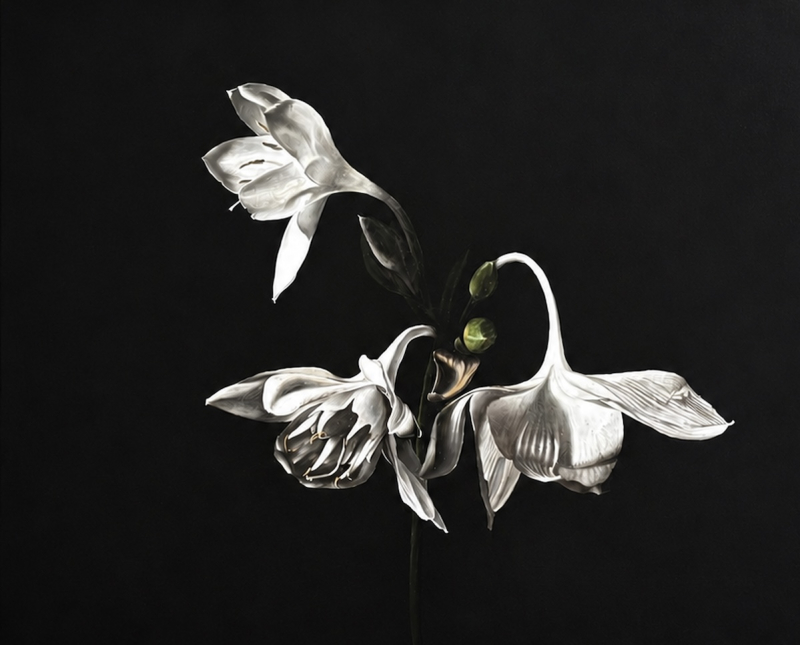 Eucharis