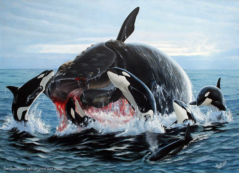 Noordkaper aangevallen door orka's