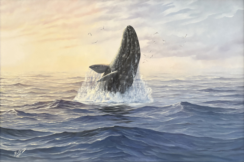Grijze walvis