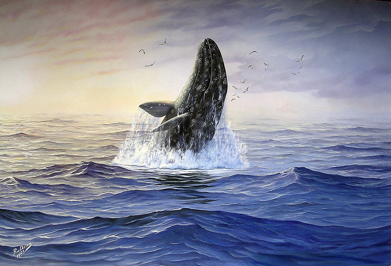 Grijze walvis