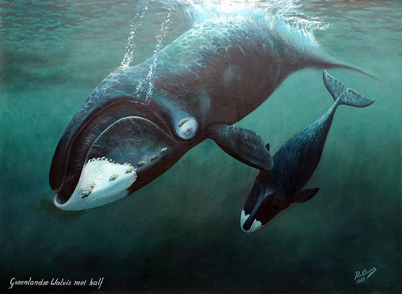 Groenlandse walvis met kalf