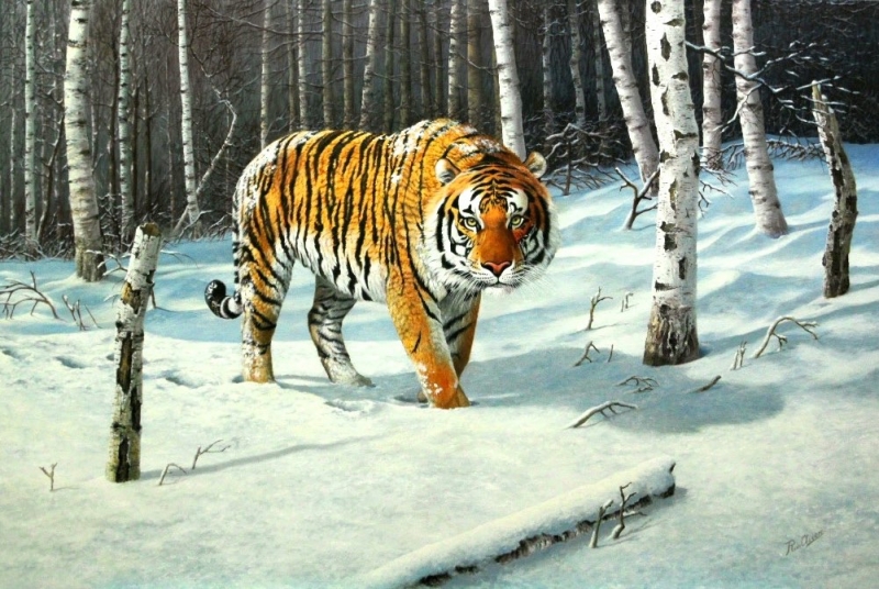 Siberische tijger in de sneeuw