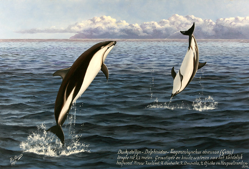 Dusky dolfijn