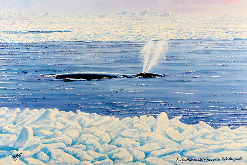Een Groenlandse walvis spuit