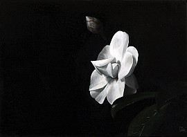 Camelia I